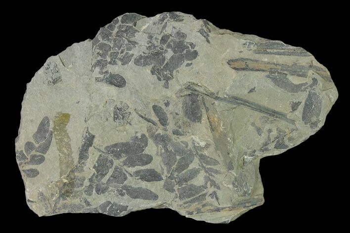 Pennsylvanian Fossil Fern (Macroneuropteris?) Plate - Kentucky #158723